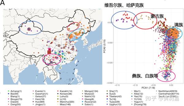 分析遗传距离的变化和基因流方向,很清晰地得到了汉族和少数民族群体