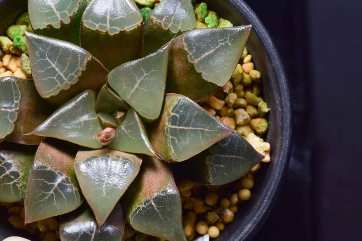 多肉植物种植记录 木叶克的四年 知乎