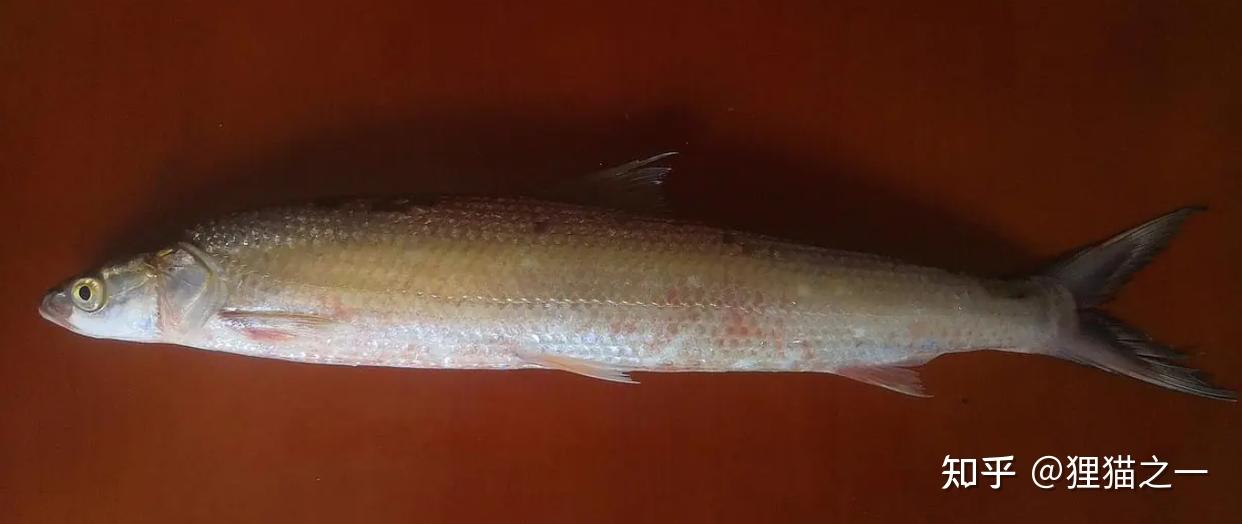 号称“长江最神秘的生物”!鳤鱼重现江湖,长江禁渔再次立奇功! - 知乎