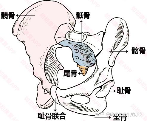 骨盆底外层图片