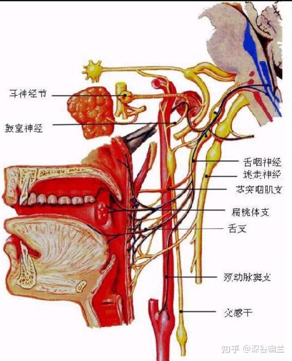 舌咽神经 - 知乎