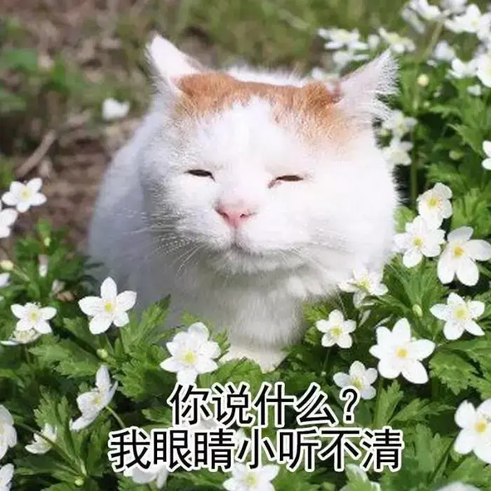 猫沙雕表情包傻吊图片