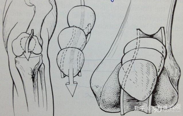 膝關節的生物力學