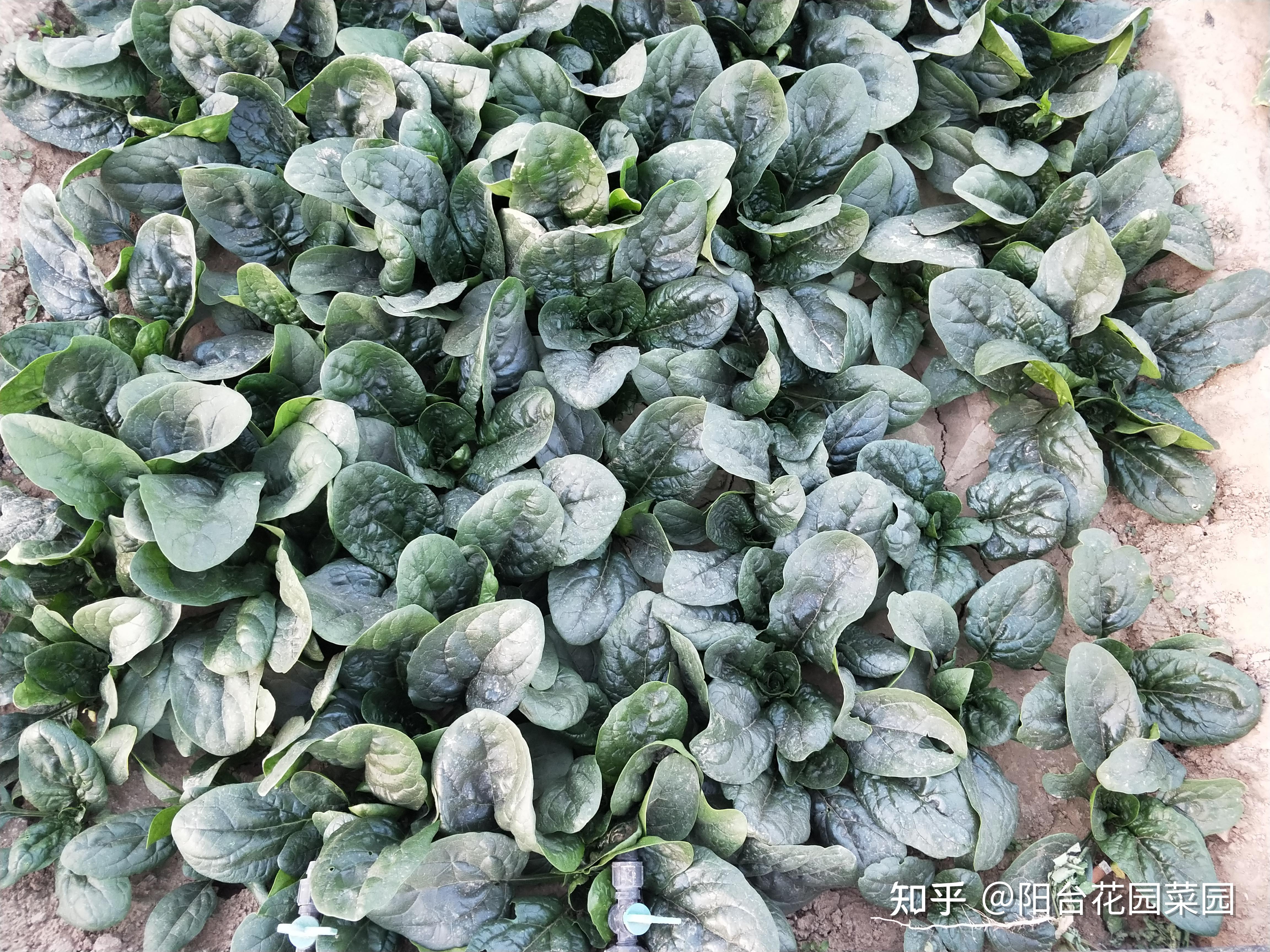 冬天多吃5种"大叶菜",解腻又养人,阳台种一盆,能吃大半年