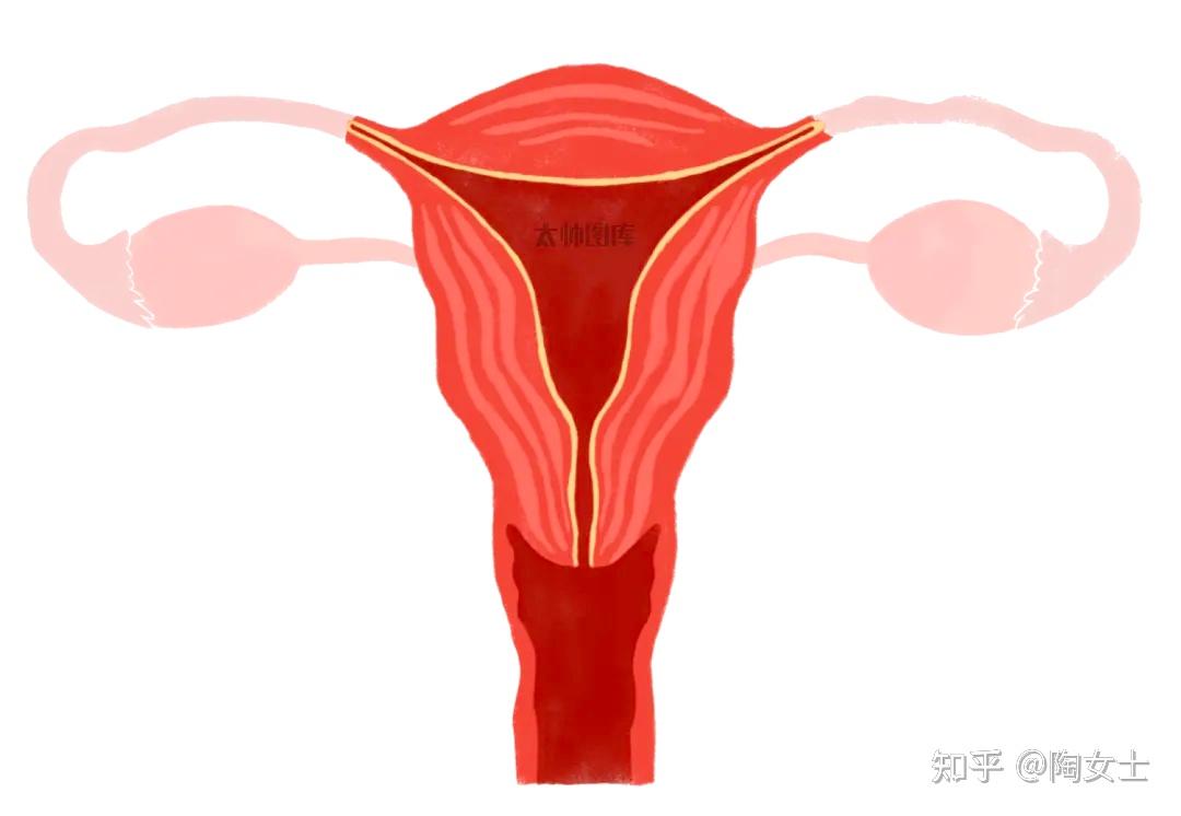 子宫内膜厚度多少算正常