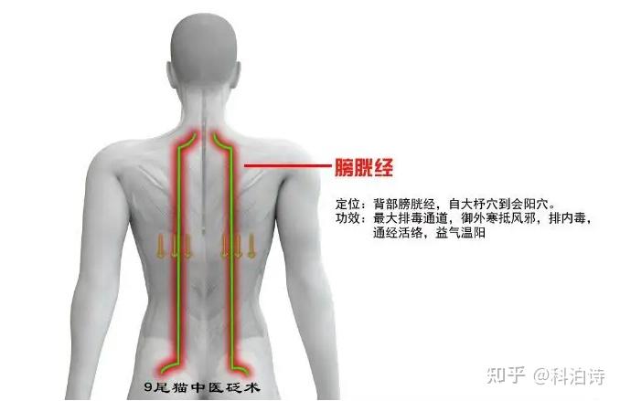 为什么要做背？做背的11个理由！ - 知乎