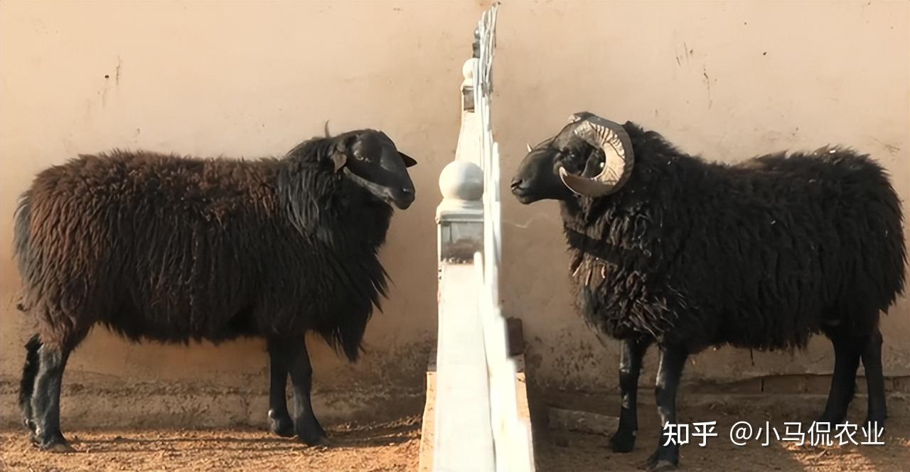 年薪150万的养殖胚胎专家培育“乌骨羊”，一斤羊肉150，大有可为 - 知乎