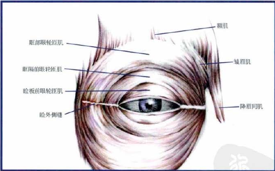 双眼皮手术之解剖篇三眼轮匝肌