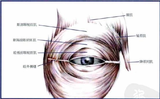 眼轮匝肌是一薄层横椭圆形,围绕睑裂向心分布的肌肉纤维,覆盖眼睑和眶