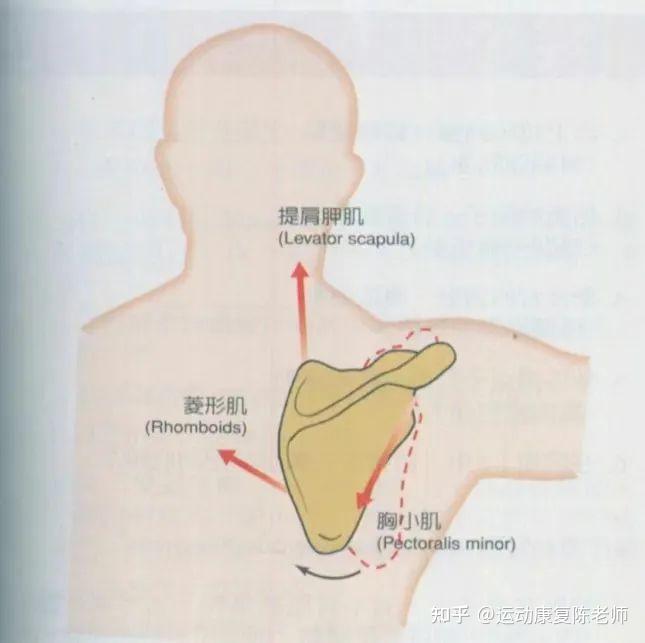 2,为什么会疼痛呢?