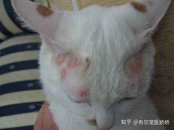 科普真菌皮肤病之今日奇遇龙猫长癣是猫癣吗