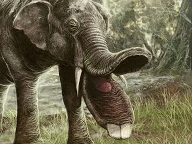 想不到大象的祖先竟然长得这么羞耻! 