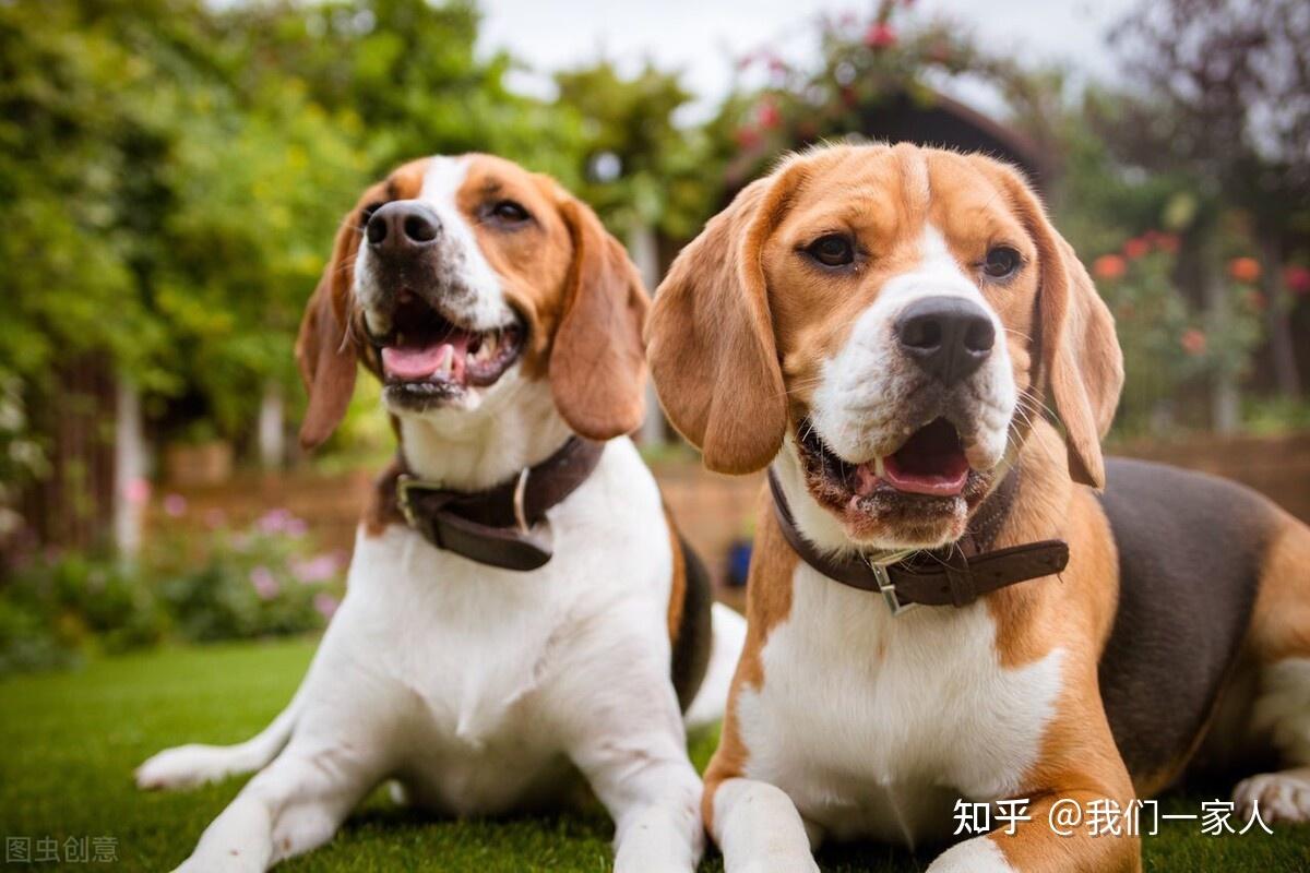 哈利犬和比格犬的图片图片