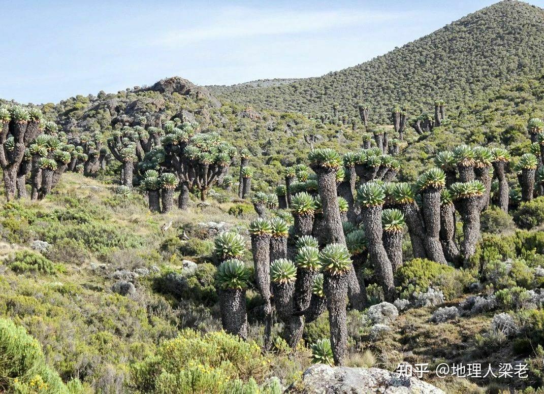 乞峰千里木——东非高原的植物巨人 - 知乎