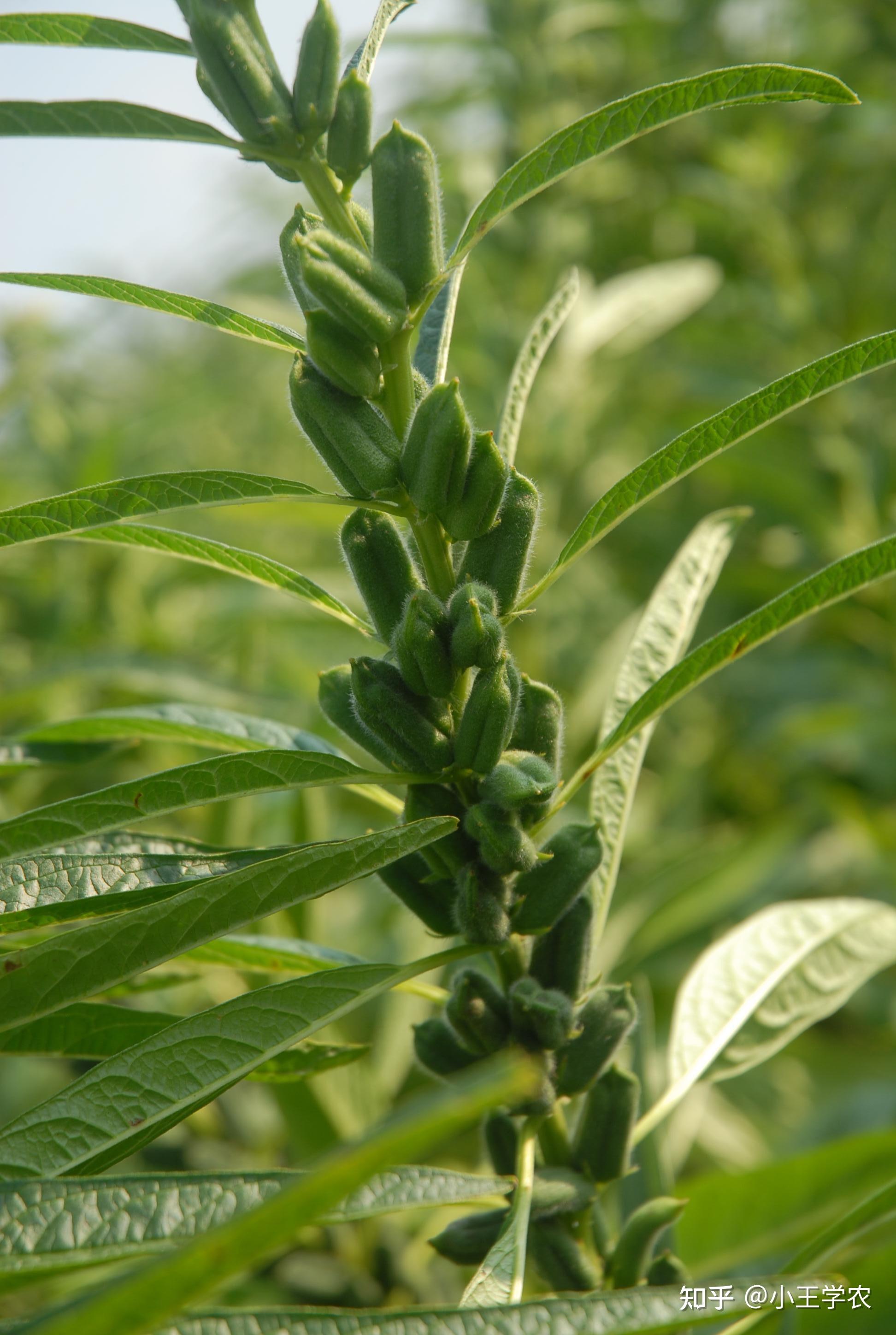 芝麻植物成熟图片图片