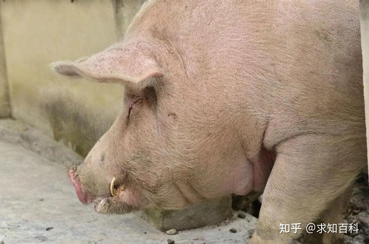 一手养大的小猪仔,被五花大绑准备抬上车,它嘴里发出凄厉无比的惨叫声