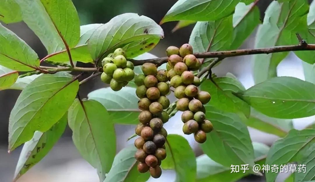 或山茱萸科植物中国旌节花stachyurus himalaicus hook.f.et thoms