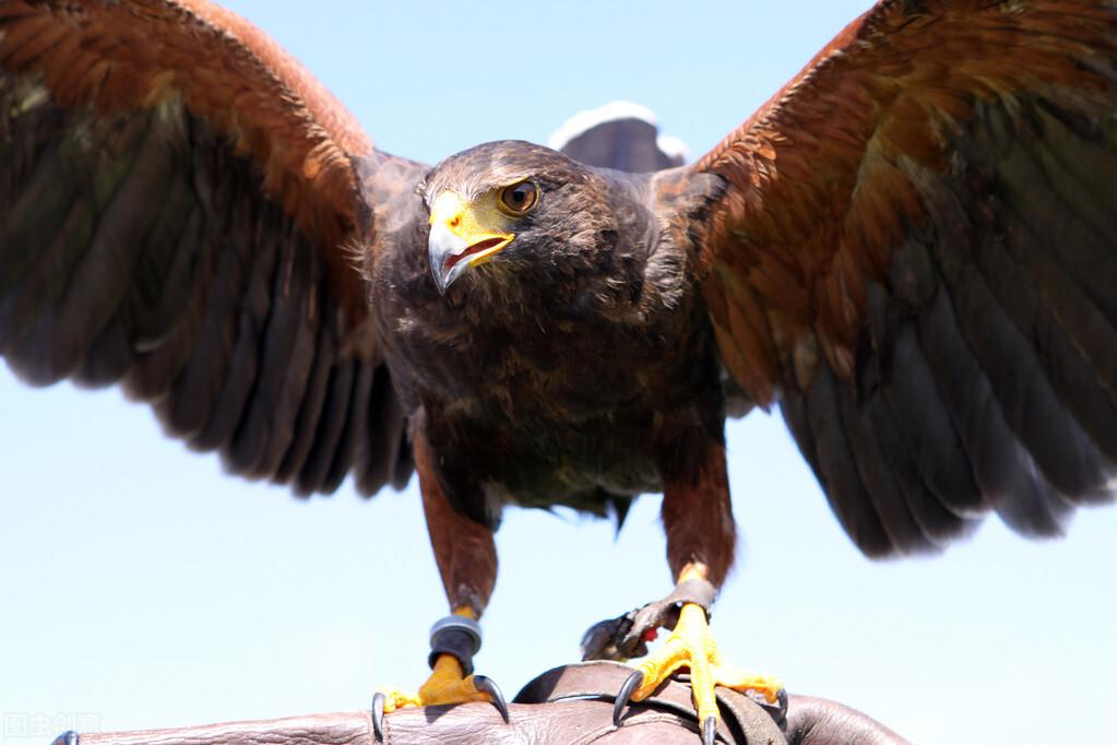 90岁猎鹰人,训练鹰凶猛异常,能巡山会狩猎,不为人知的训鹰绝技 - 知乎