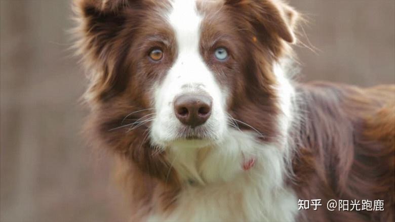 可以推荐一款边牧吃的狗粮吗?