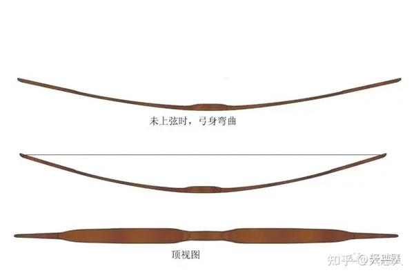 汉唐长弓属 - 知乎