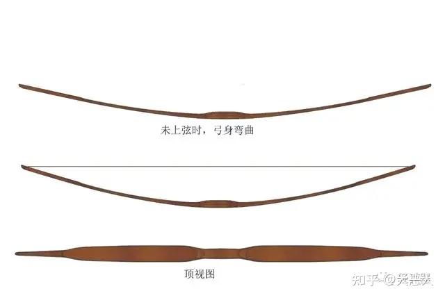 汉唐长弓属 - 知乎