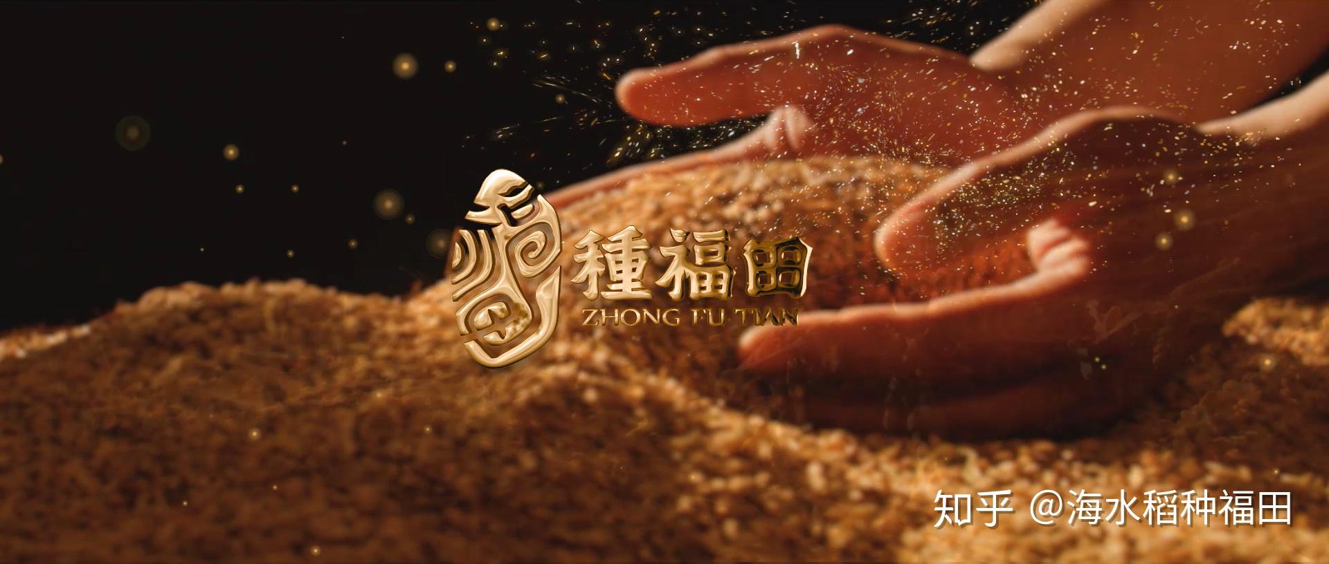 聚焦海水稻种福田唯一终端生态品牌登上农村大众报头版头条