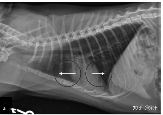 猫传腹(fip)的影像诊断