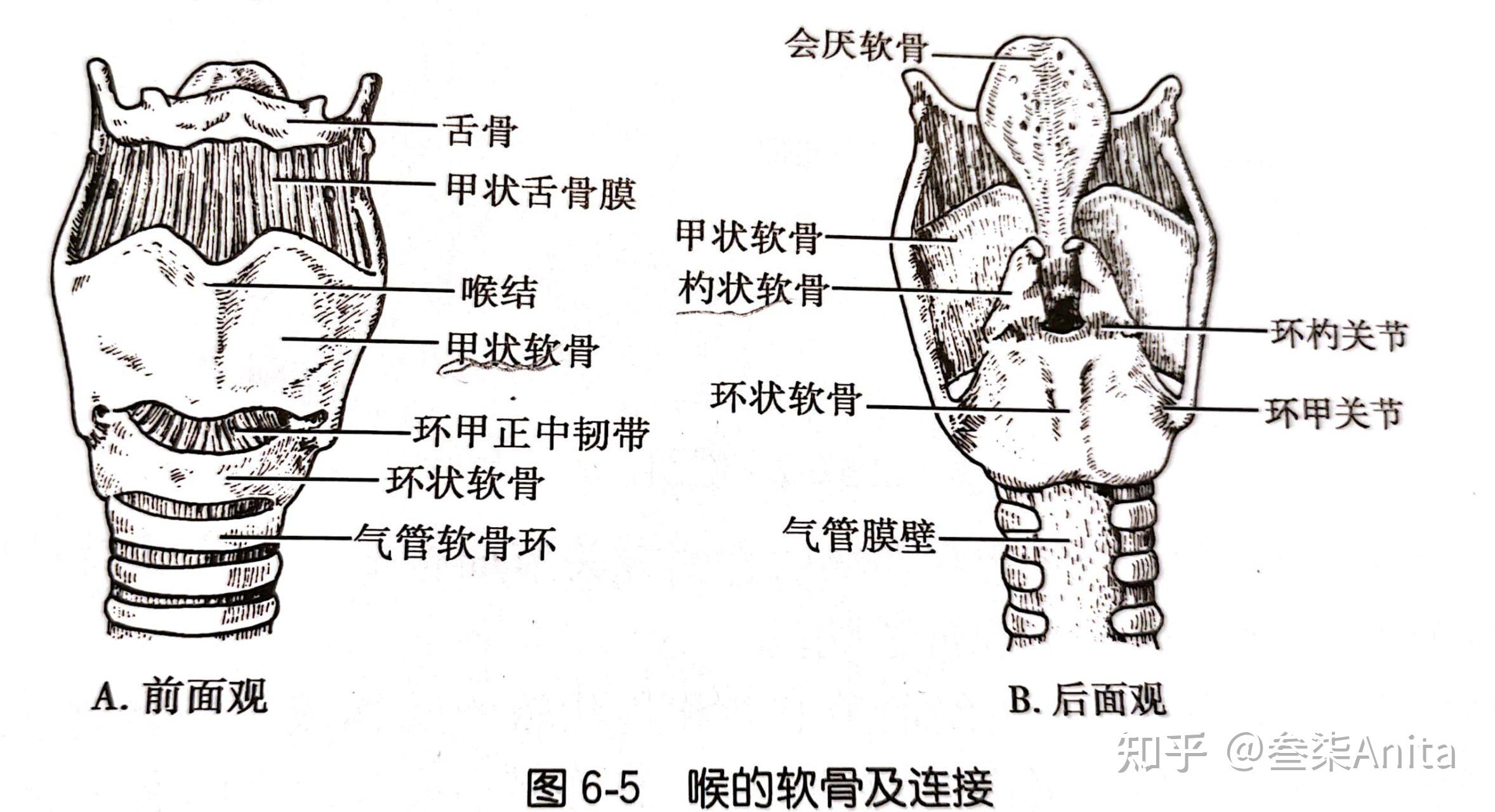 左侧舌骨和软骨候部框架咽头划分为鼻咽,口咽,喉咽鼻窦左侧是头骨表面