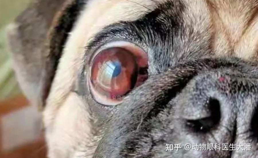 巴哥犬角膜溃疡角膜炎的治疗