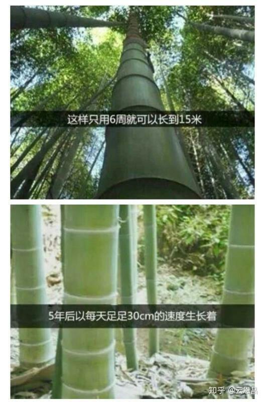 性功能达到三五分钟,你离十分钟以上会越来越近,就跟下面这个竹子一样