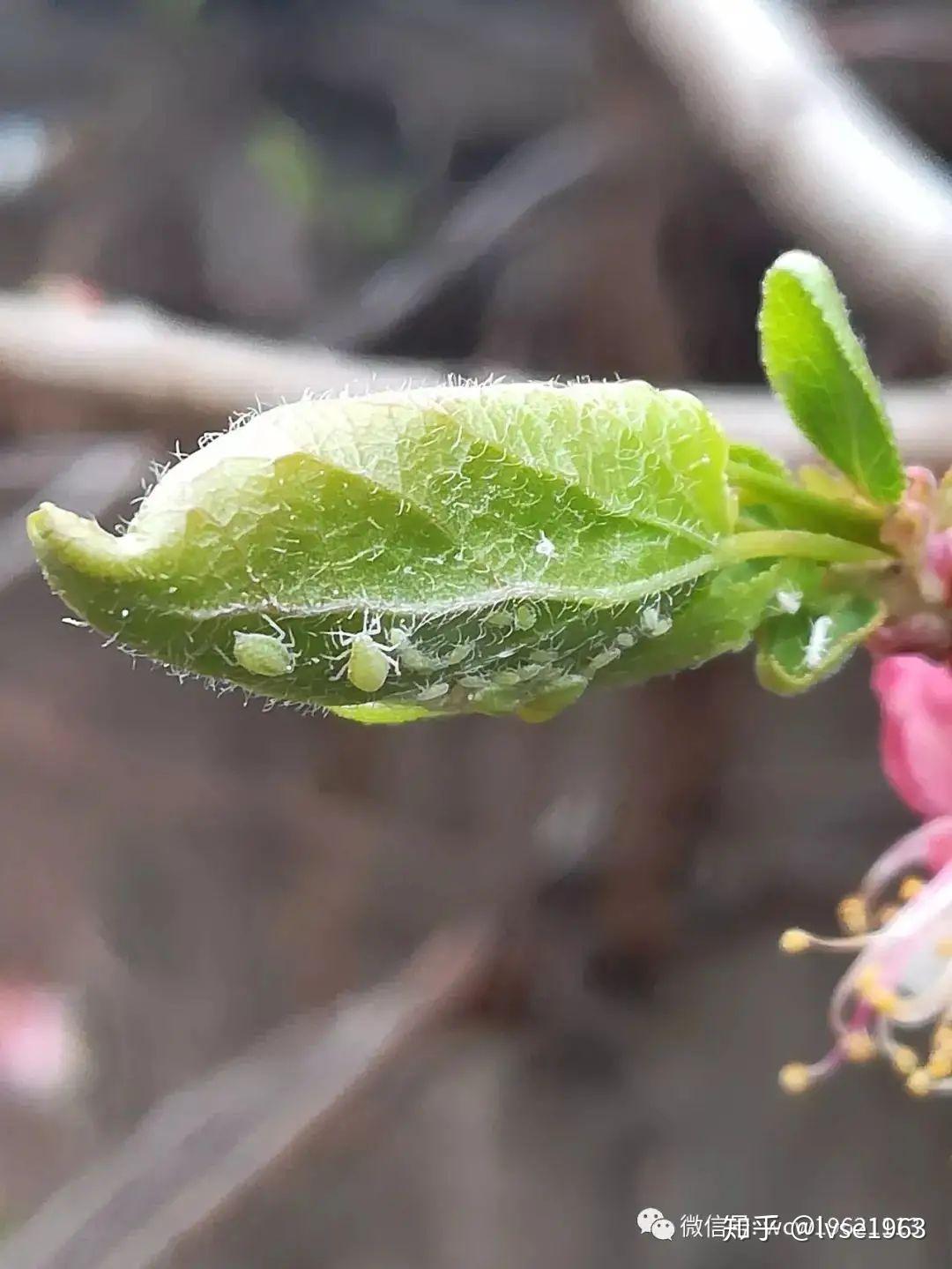 第一批蚜虫的形成