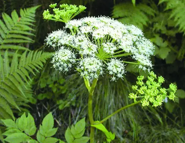 每天最少学一味中药羌活