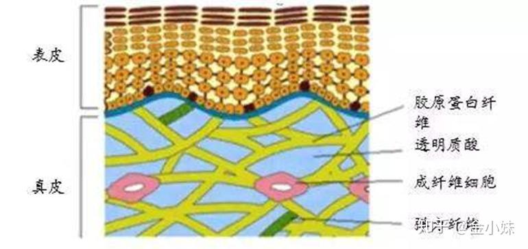 皮肤(表皮 真皮)皮下组织(皮下脂肪 纤维韧带smas肌健膜层韧带和