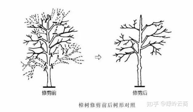 香樟修剪技术图解图片