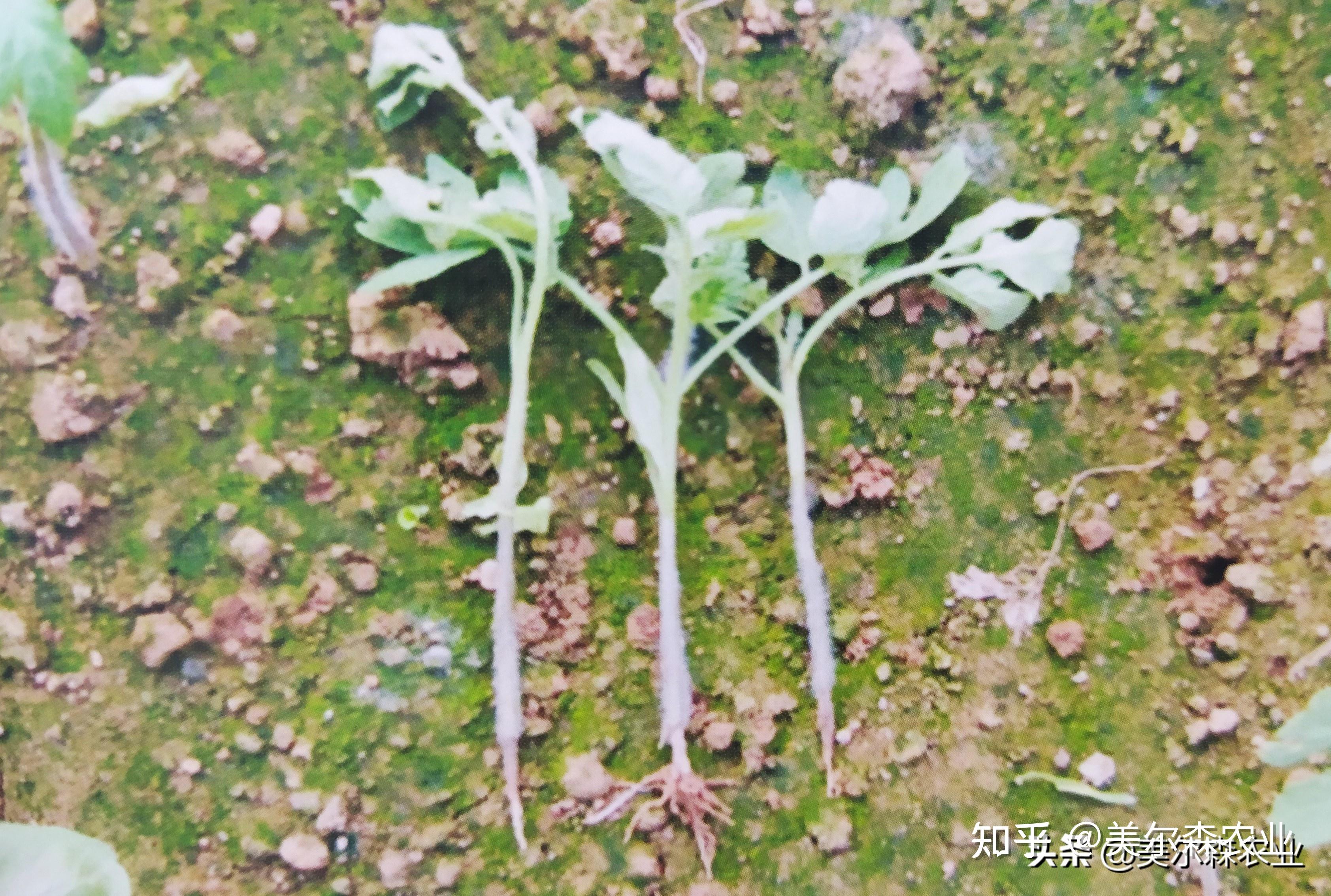 番茄立枯病分析