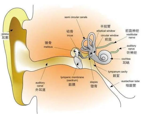 听觉系统的奥秘——用耳朵听时间 - 知乎