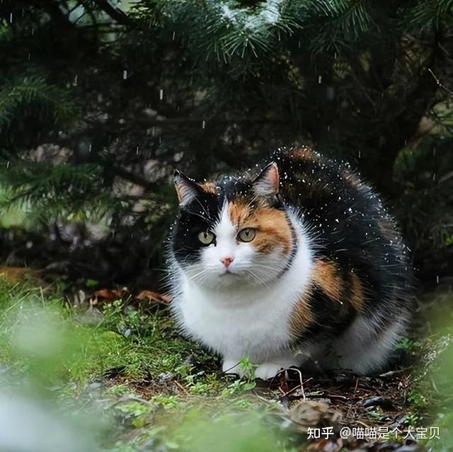 很多人嫌弃的“三花猫”,为什么被称为猫界的女神? - 知乎