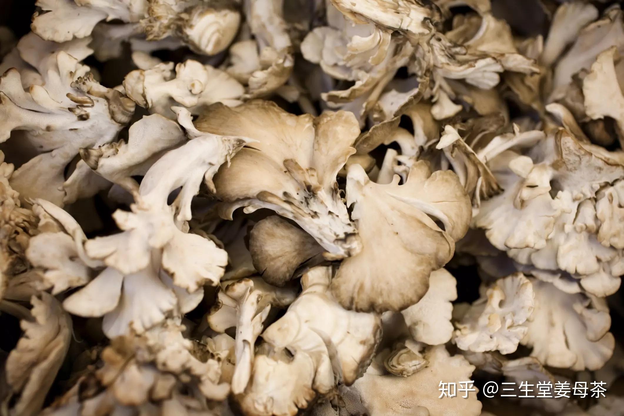 森林里的母鸡你所不知道的舞茸蘑菇的益处