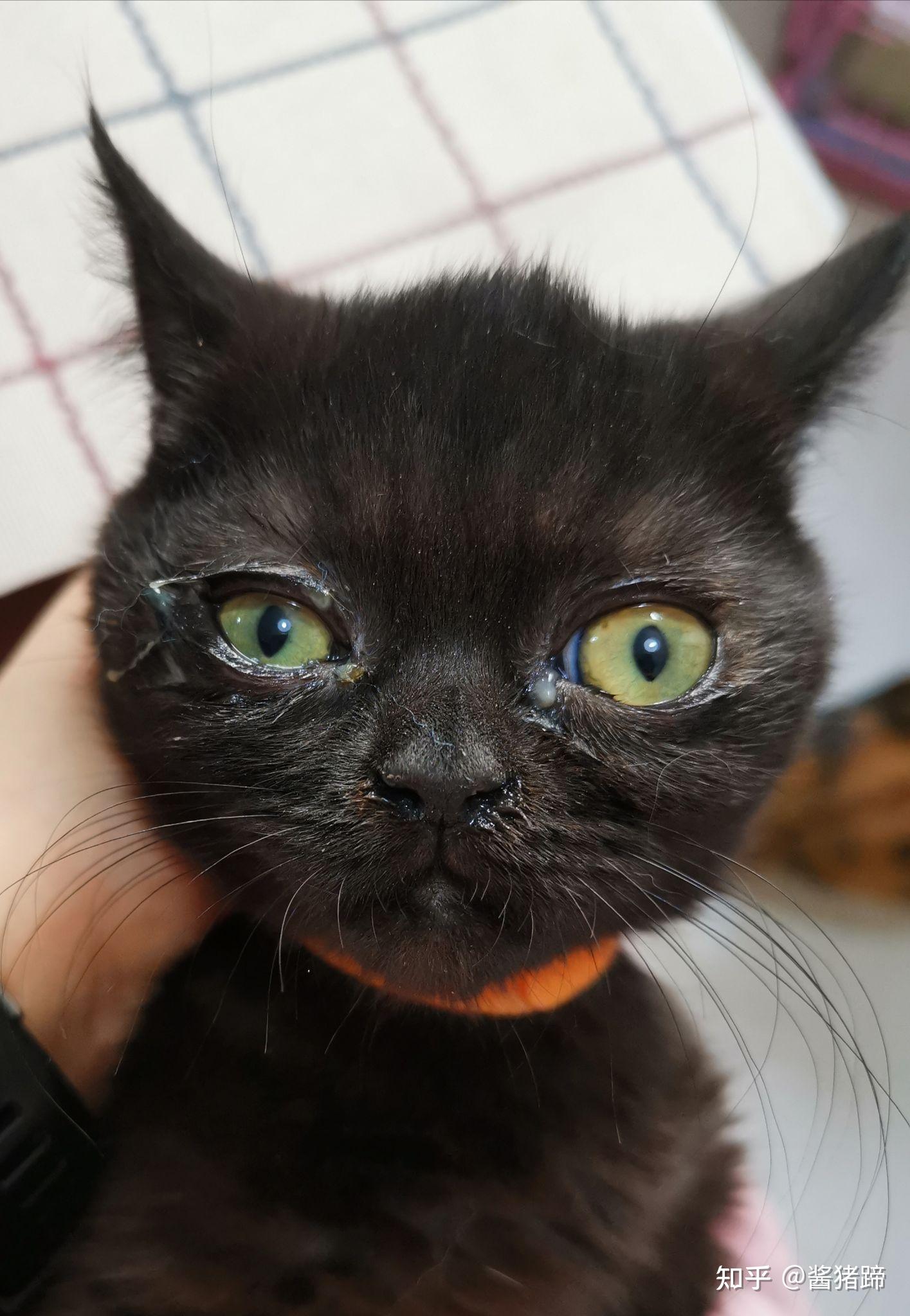 猫杯状病毒感染分享