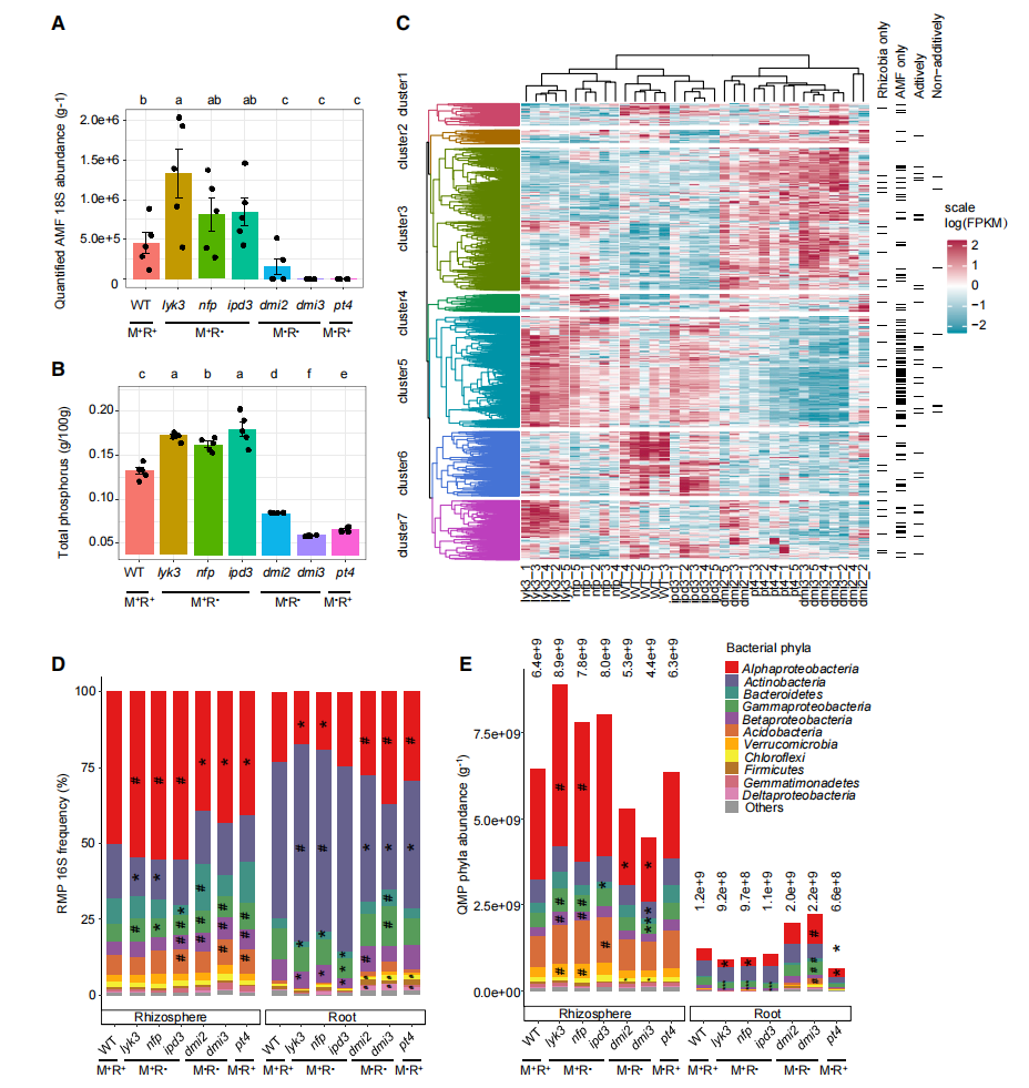 王二涛研究组揭示丛枝菌根共生与根瘤共生的协同进化机制 - 知乎