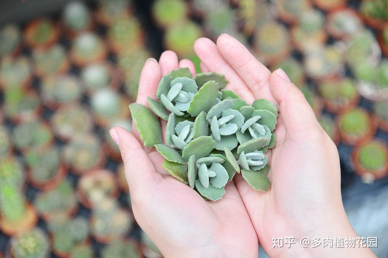 多肉中的呆萌代表千兔耳这样养护