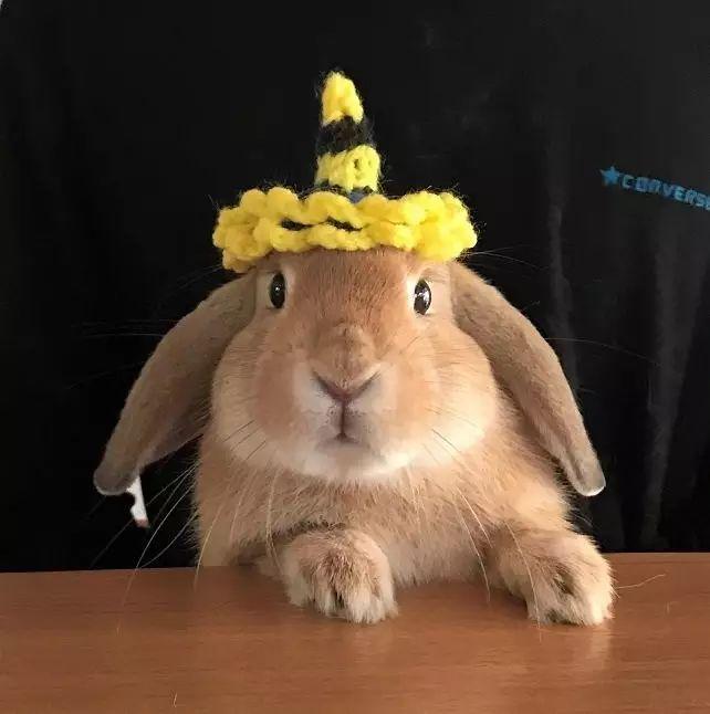 日本这只"侦探"兔几,每天都监视铲屎官,简直要成精了!