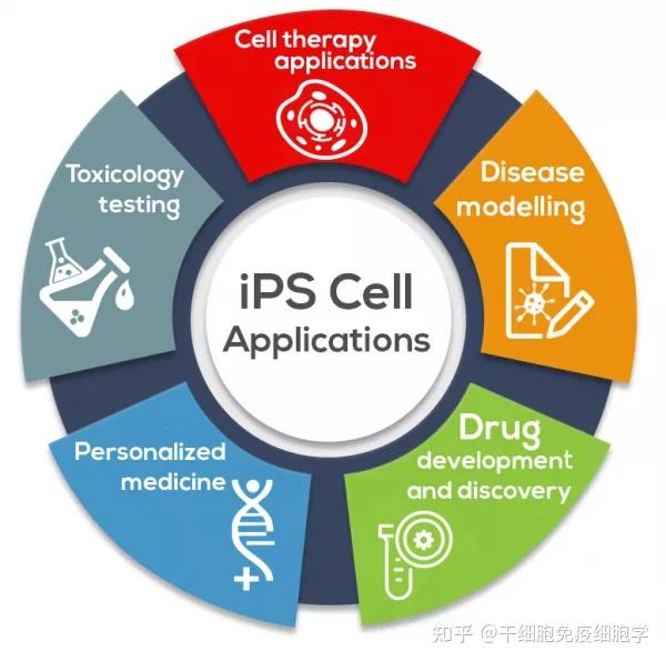 行则将至：开启诱导多能干细胞 (iPSC）的新时代 - 知乎