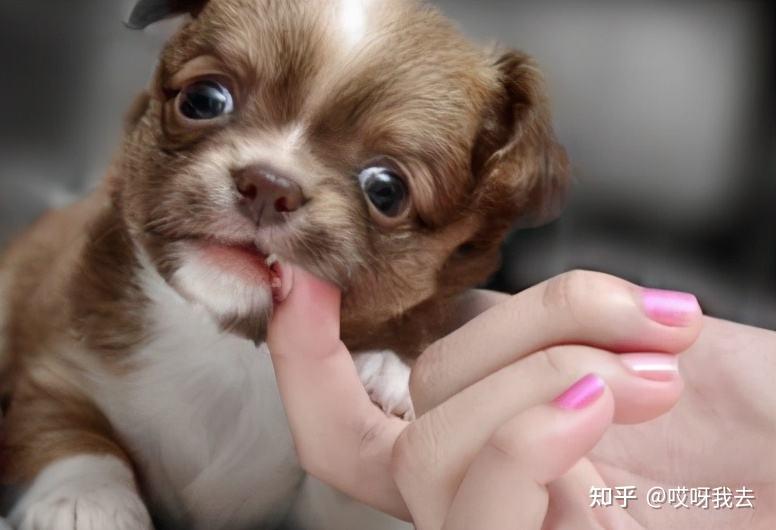 养狗多年才知道,狗狗轻轻咬你,不是在跟你玩,而是在"查岗" - 知乎