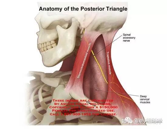 第371期 副神经与自主神经的关系 - 知乎