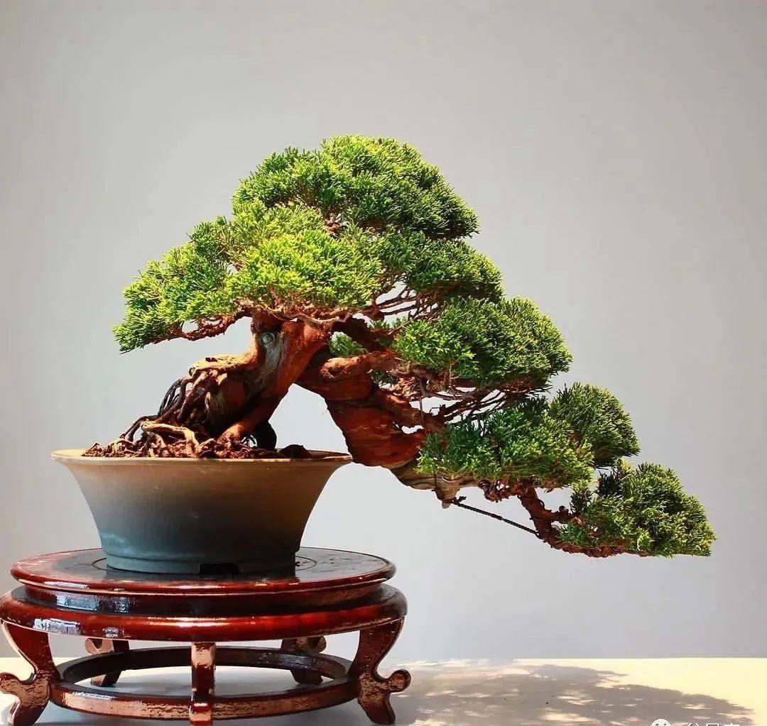 栽一盆好的松柏盆景,不仅可以收藏,也可以传世! - 知乎