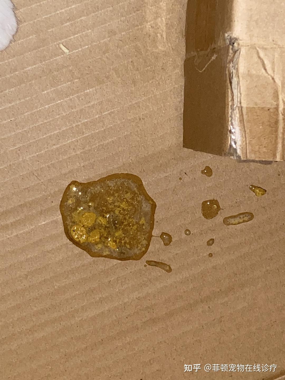 猫咪吐出没有消化的食物呕吐物会伴随着浑浊的胃液呕吐再一定意义上会