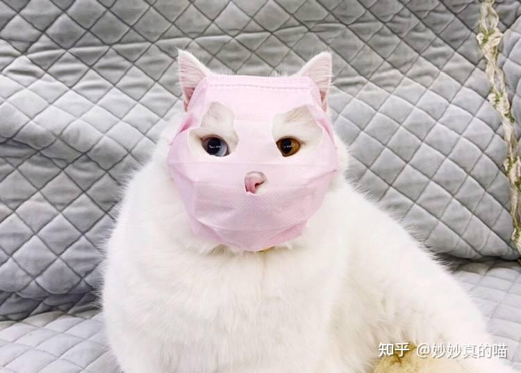 小猫咪发情了!怎么办?这样的方法帮到你~ - 知乎