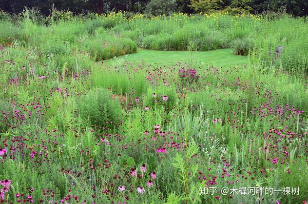 学教授詹姆斯·希契莫夫创造了一种采用撒播方式建植的生态草本群落