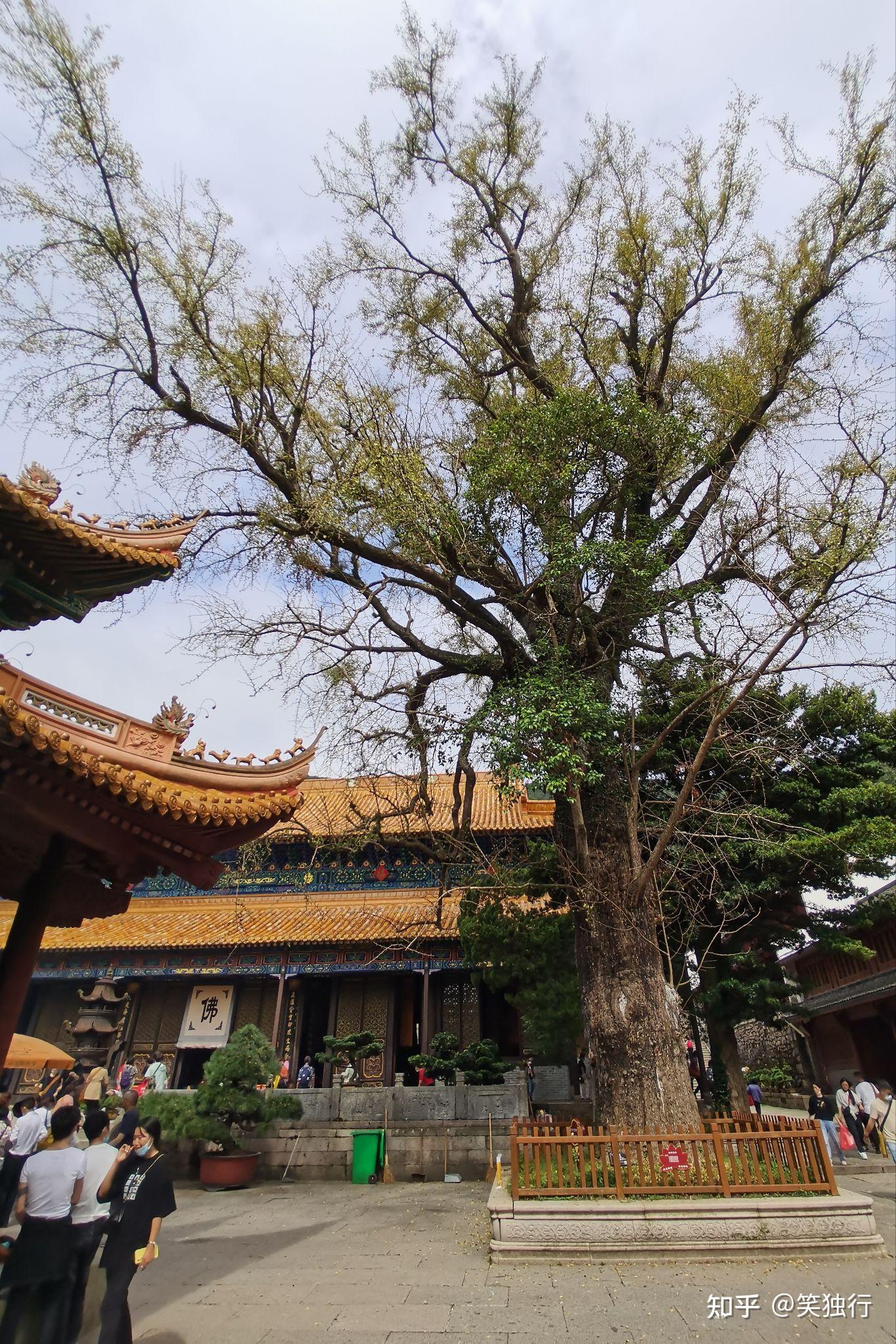 法雨寺九龙宝殿图片